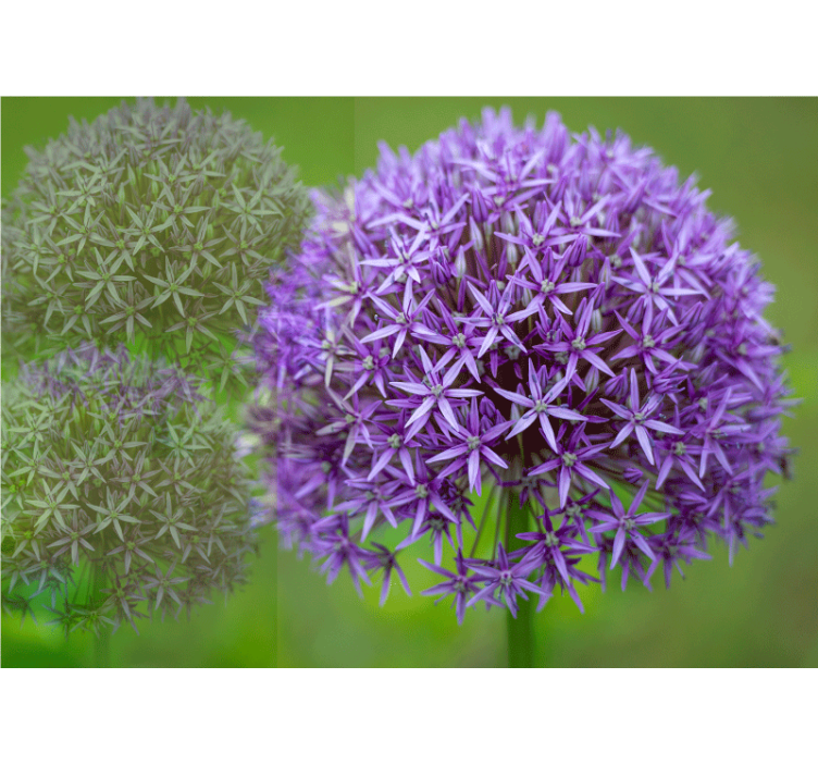 Unikko valokuvatapetti lilakukkakimppu - Tenstickers