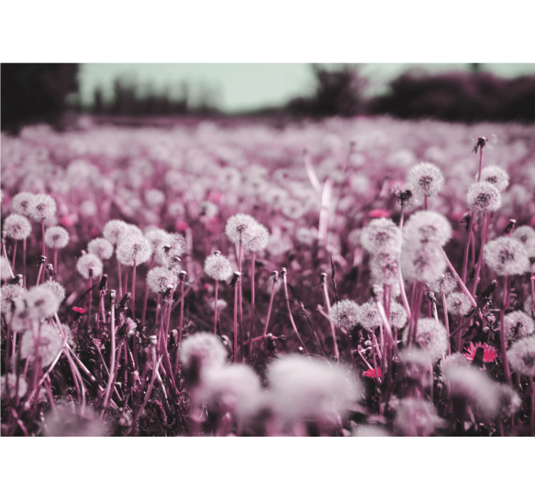 Violetti kenttä kohtaus voikukka valokuvatapetti - Tenstickers