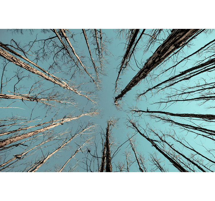 Puuttaivastakohtivalokuvatapetti - Tenstickers