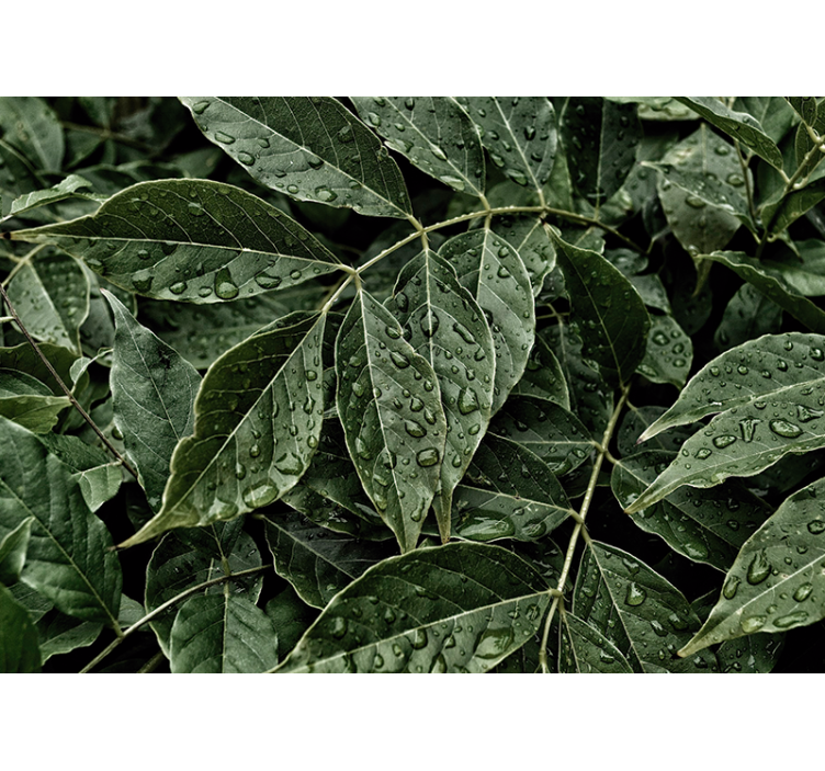 Värikäs lehtipinta luonto valokuvatapetti - Tenstickers