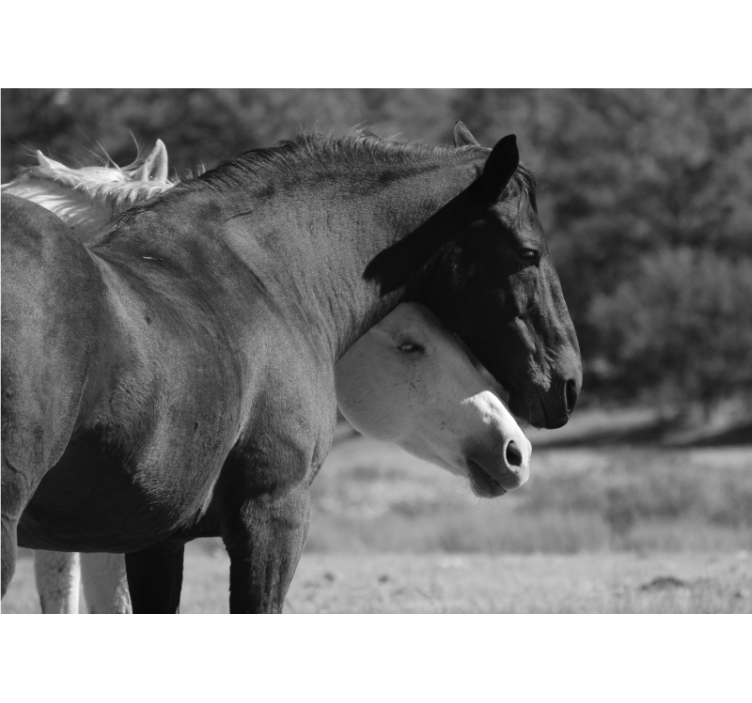 Hevosen ystävyys eläin valokuvatapetti - Tenstickers