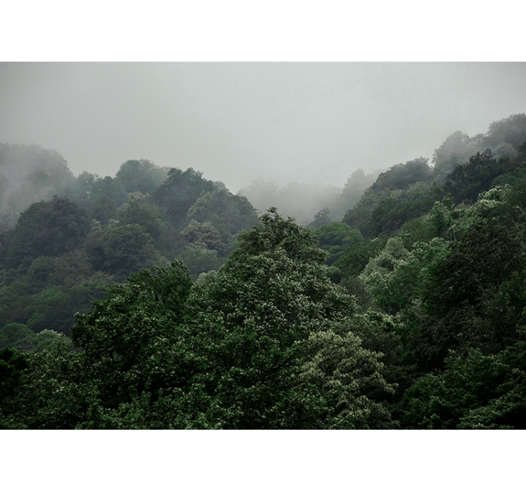 Sumuinen maisema metsä valokuvatapetti - Tenstickers