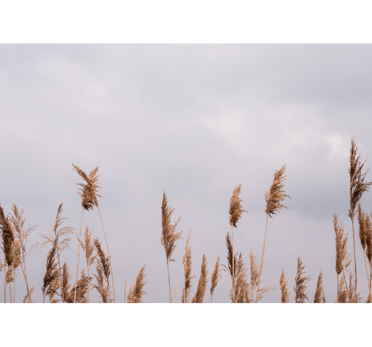 Korkea ruoho siluetti puu valokuvatapetti - Tenstickers