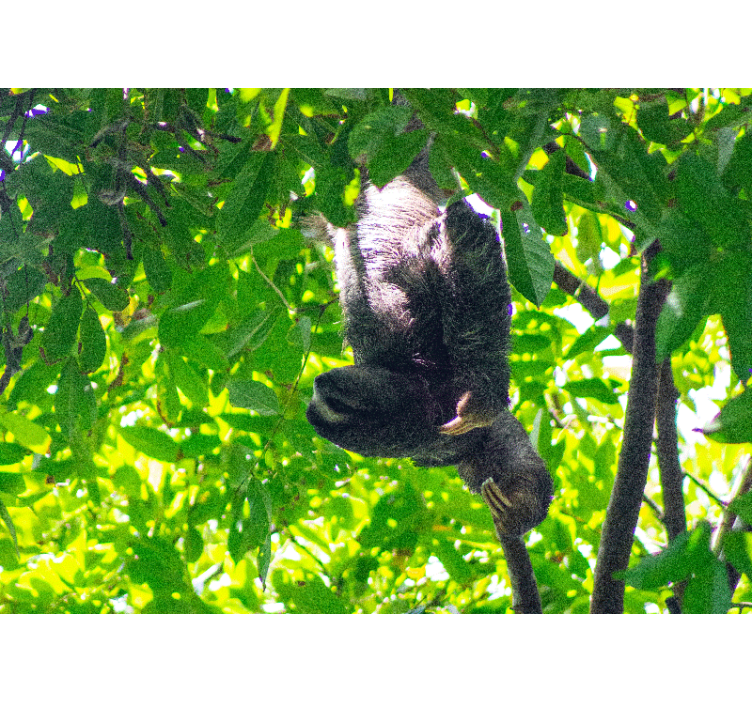 Laiskiaisen roikkuva viherkasvi valokuvatapetti - Tenstickers