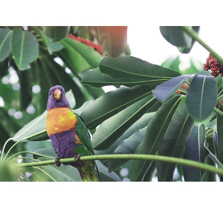 Ihanat värilliset linnut afrikkalaistyylinen valokuvatapetti - Tenstickers