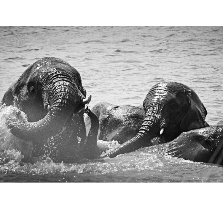 Elefantit nesteessä valokuvatapetti - Tenstickers