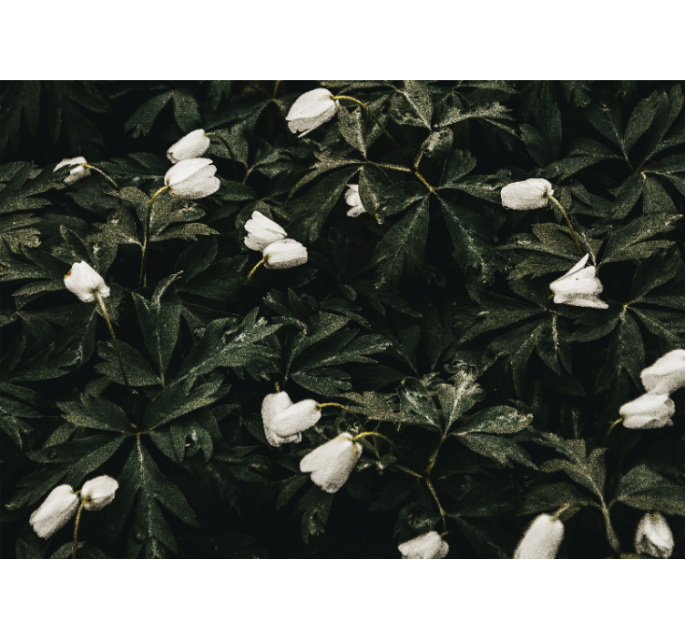 Herkät valkoiset kukat valokuvatapetti - Tenstickers