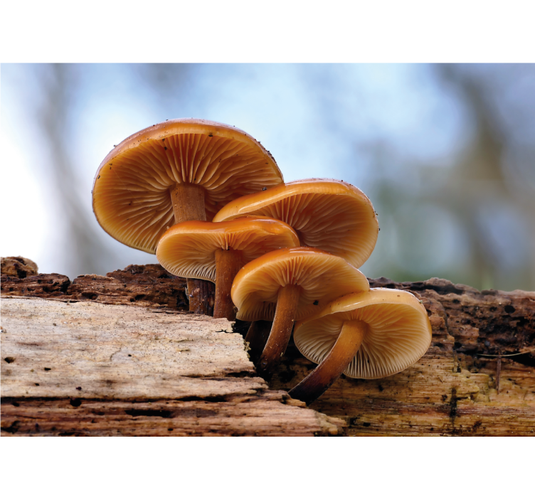 Kukkasienten ryhmä valokuvatapetti - Tenstickers