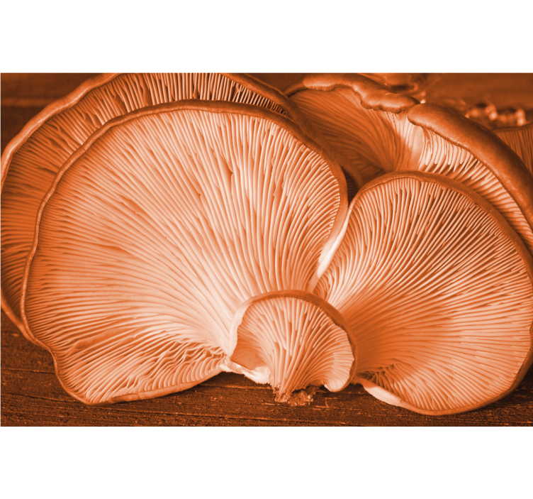 Kukka valokuvatapetti sienitekstuurilla - Tenstickers