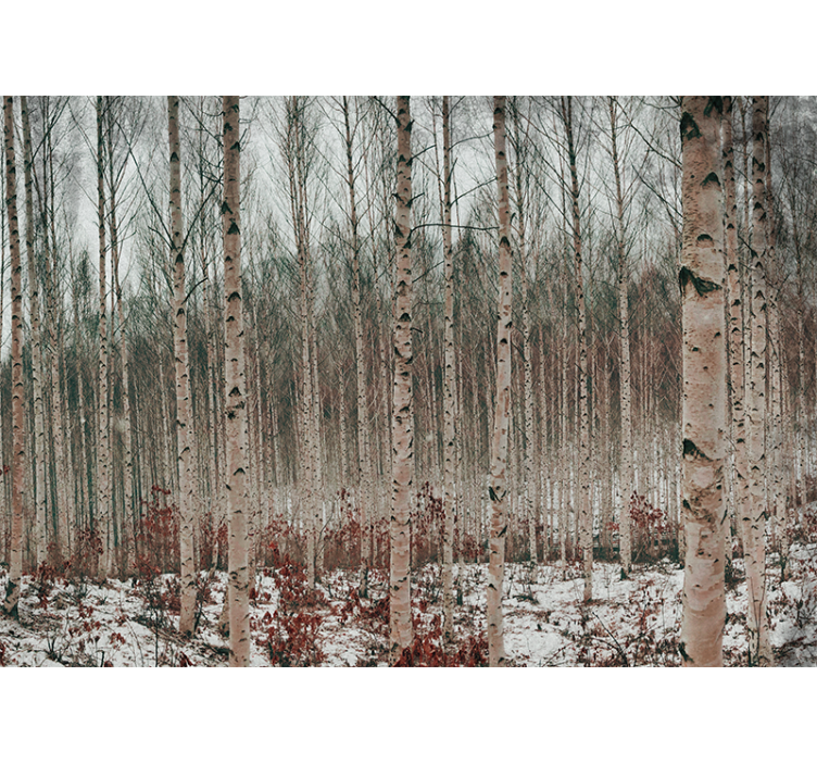 Koivumetsä valokuvatapetti - Tenstickers