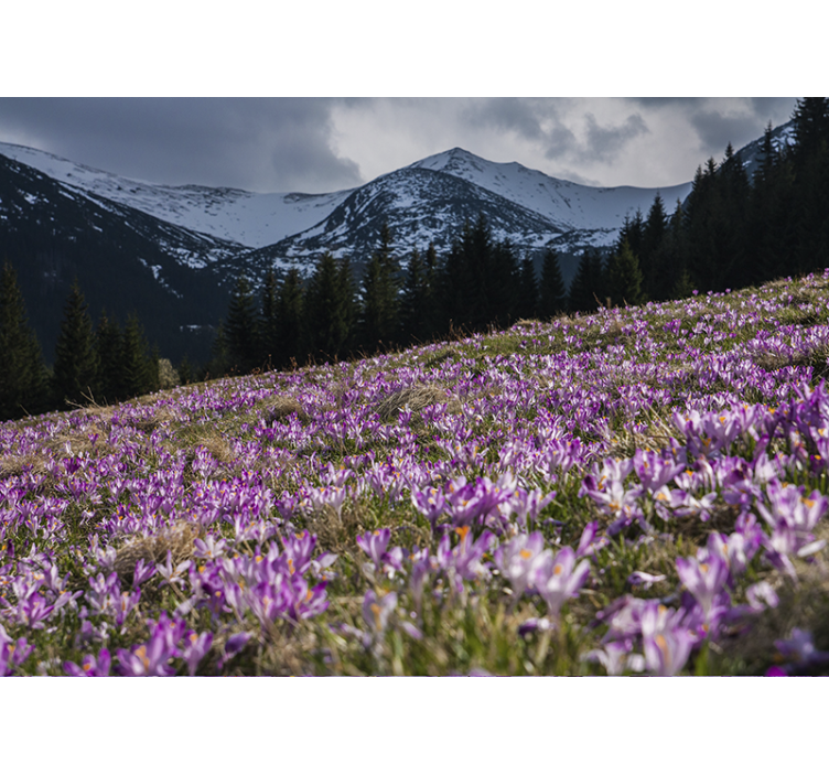 Saffronkukka kukkakenttä valokuvatapetti - Tenstickers