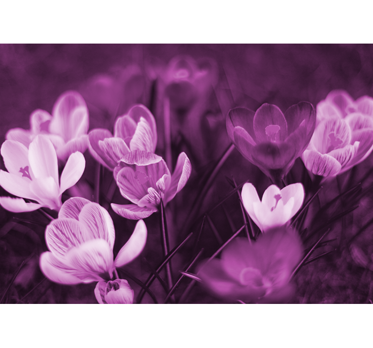 Herkkä kukkaloisto unikko valokuvatapetti - Tenstickers