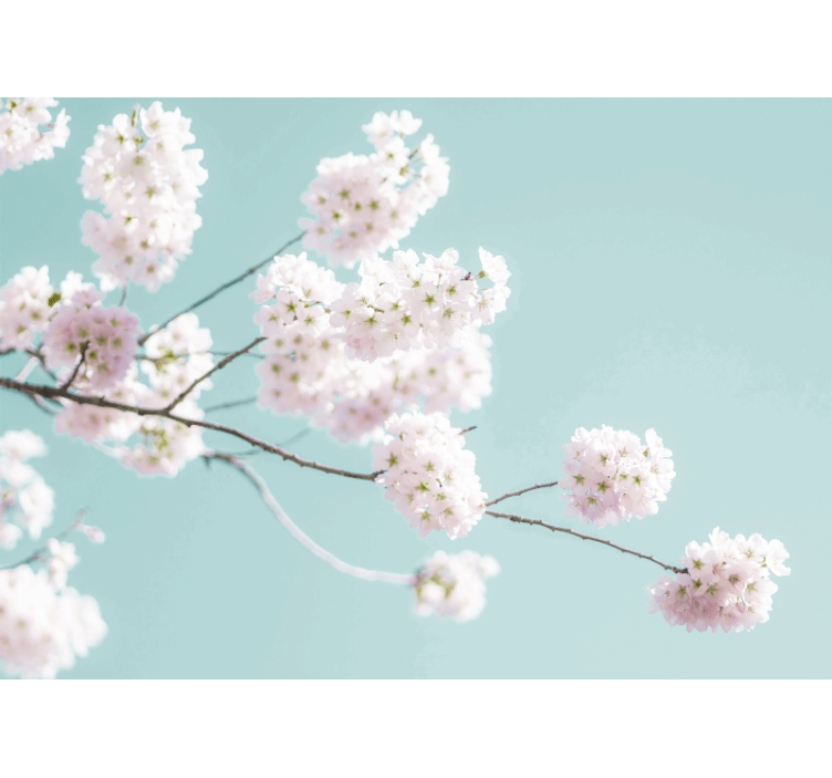 Kukka valokuvatapetti sakura kukkaoksat - Tenstickers