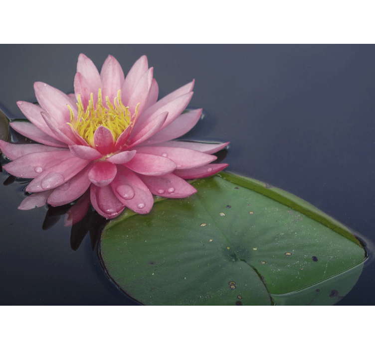 Rauhallinen vaaleanpunainen loto Muut kukat valokuvatapetti - Tenstickers