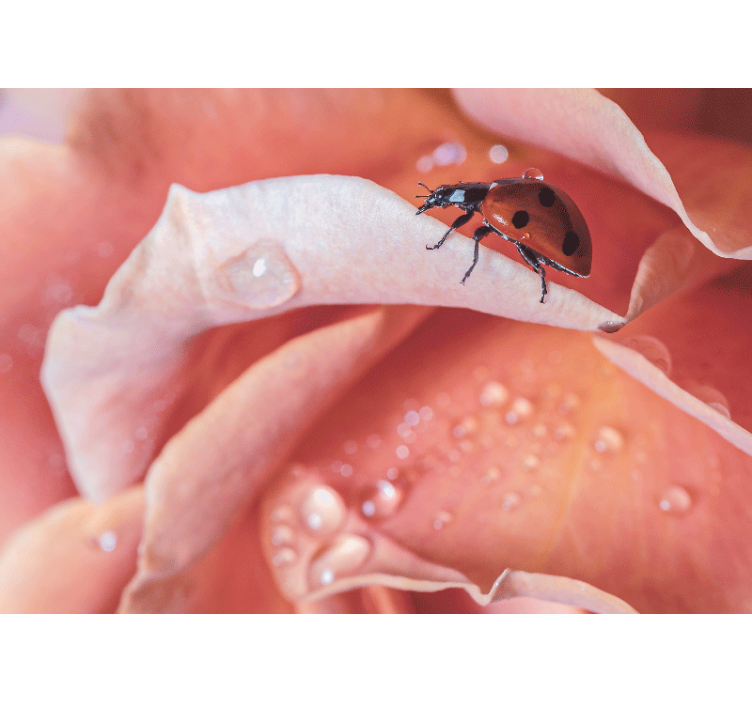 Kukkapörriäinen terälehdellä valokuvatapetti - Tenstickers