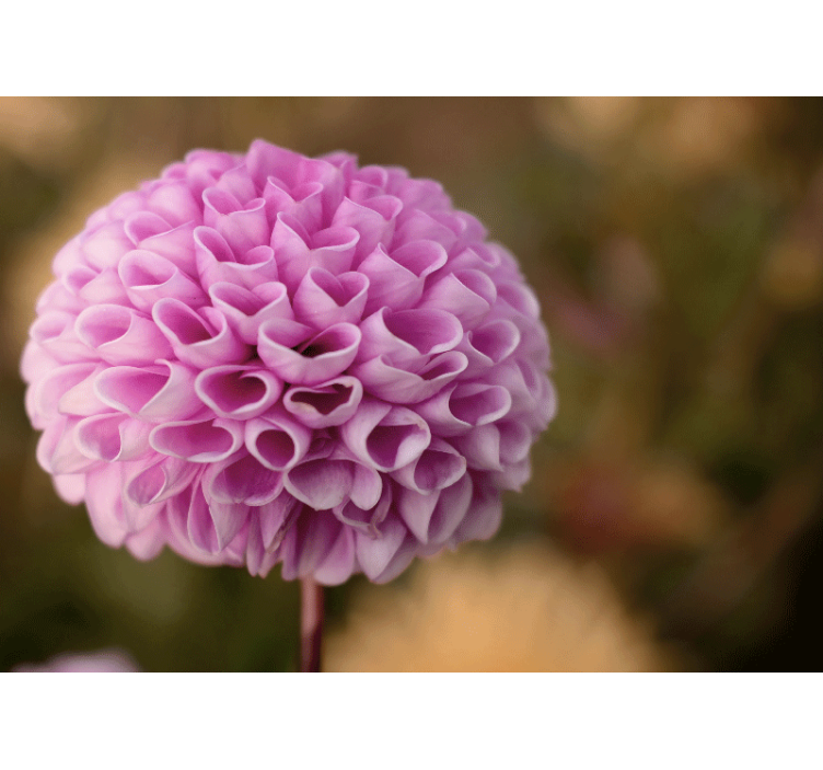 Vaaleanpunainen kukkakuplatapetti - Tenstickers