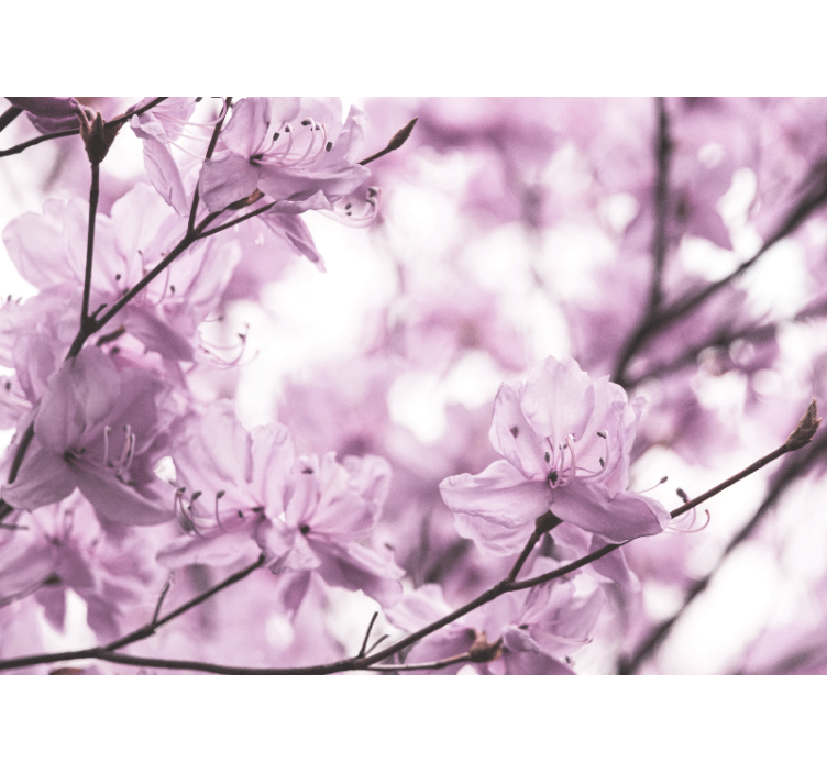 Herkät vaaleanpunaiset kukat kukka valokuvatapetti - Tenstickers