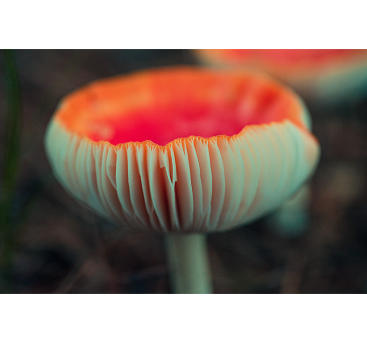 Elegantti unikko valokuvatapetti - Tenstickers