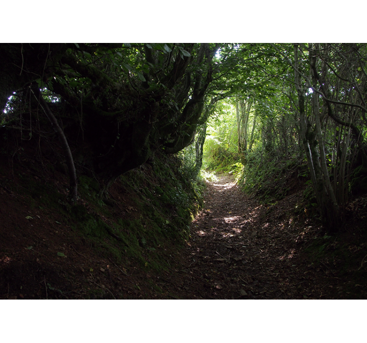 Metsäpolku valokuvatapetti - Tenstickers