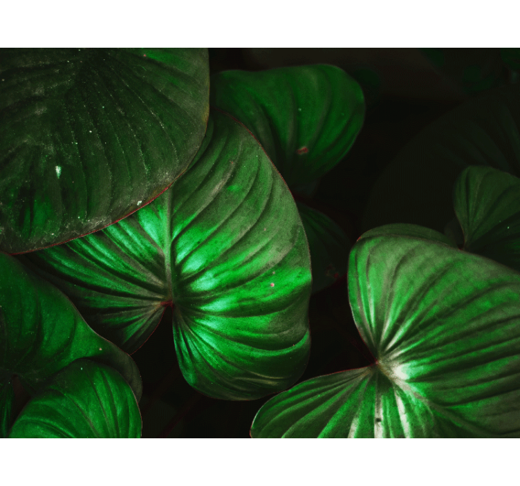 Leveät vihreät lehdet valokuvatapetti luonto - Tenstickers