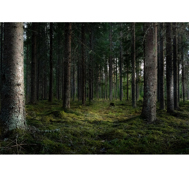 Rauhallinen maisema metsä valokuvatapetti - Tenstickers