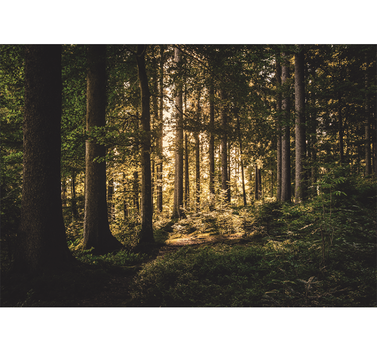 Keskipäivän metsä valokuvatapetti luonto - Tenstickers