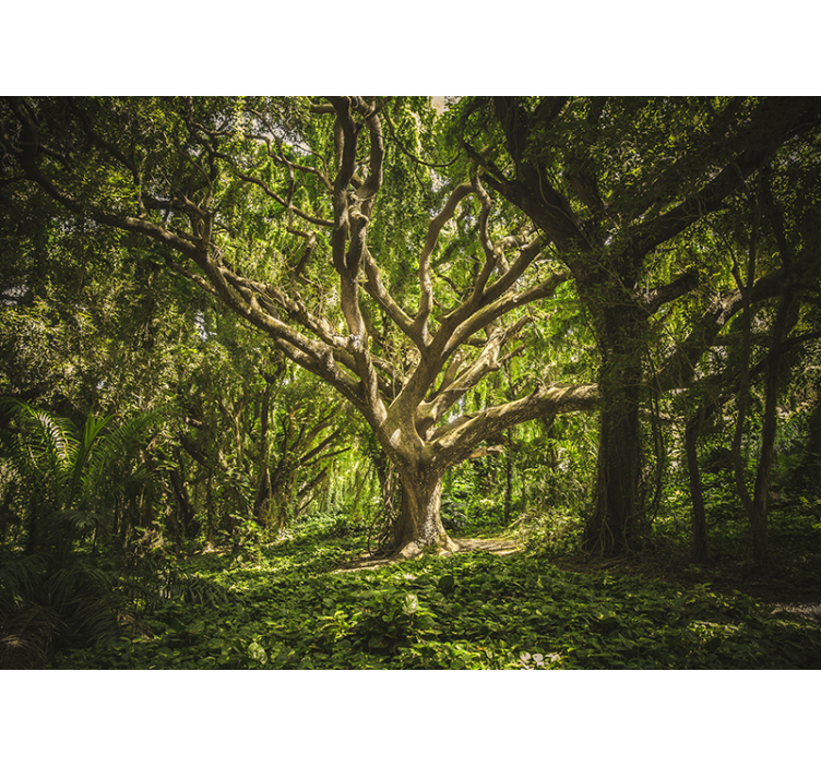 Majesteettinen puukatto metsä valokuvatapetti - Tenstickers