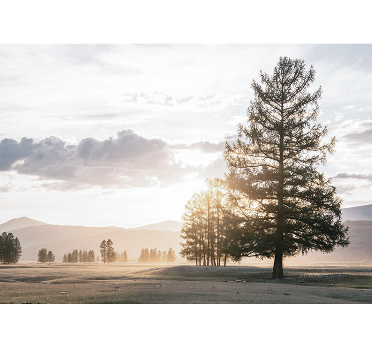 Rauhallinen mänty siluetti luonto valokuvatapetti - Tenstickers