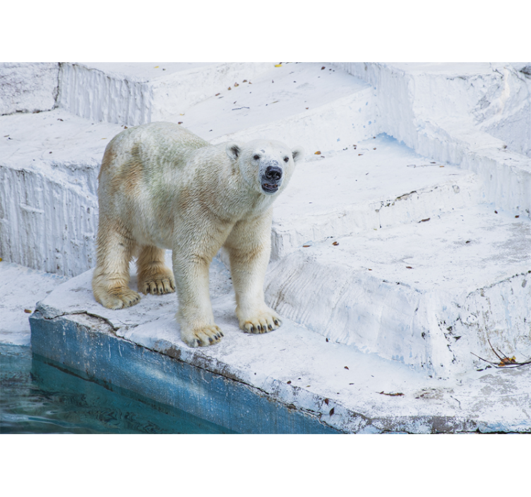 Valtava jääkarhu istuu jäävuorella Muut eläimet valokuvatapetti - Tenstickers