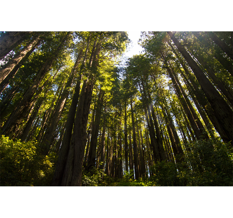 Pitkät puut valokuvatapetti metsä - Tenstickers