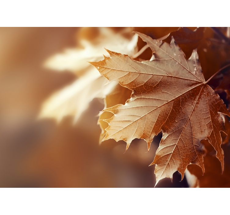 Vaahteranlehti lähikuva kukka valokuvatapetti - Tenstickers