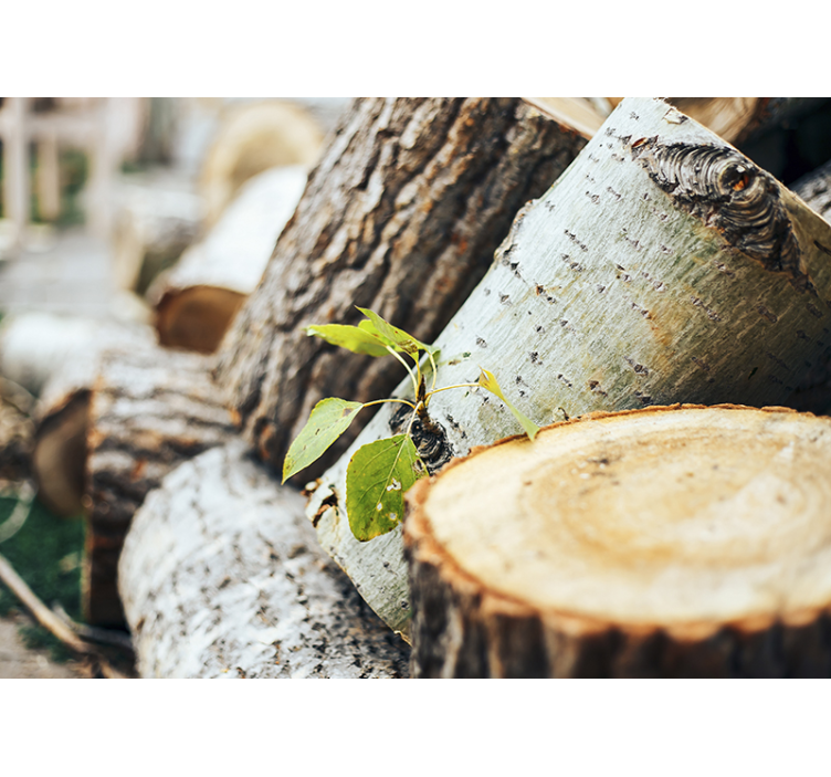 Metsä valokuvatapetti puupinojen asetelma - Tenstickers