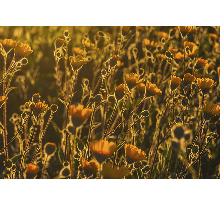 Kullanvärinen kukkiva kasvisto kukka valokuvatapetti - Tenstickers