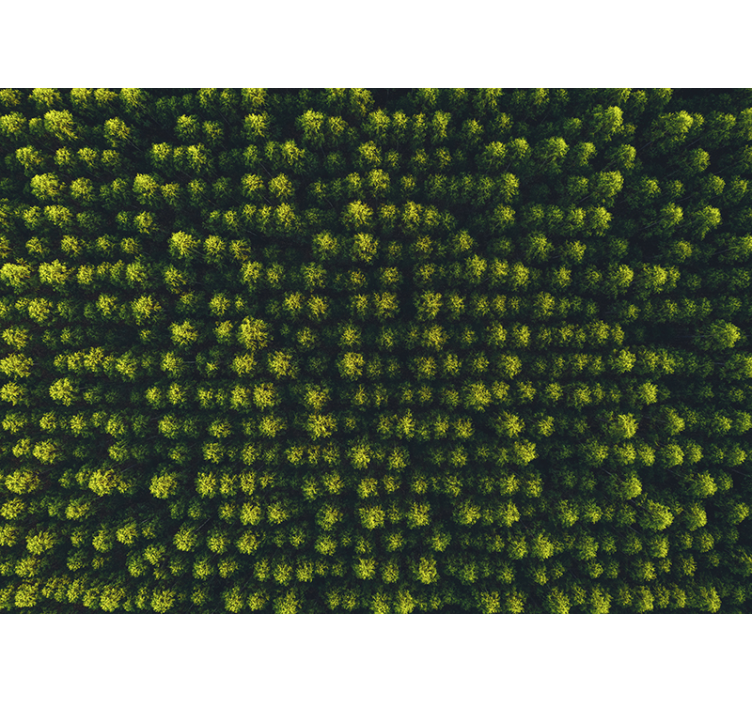 Ilmakuva metsä valokuvatapetti - Tenstickers