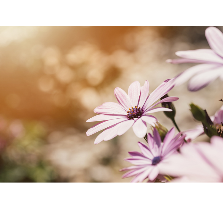 Vaaleanpunainen kukka kukinta valokuvatapetti - Tenstickers