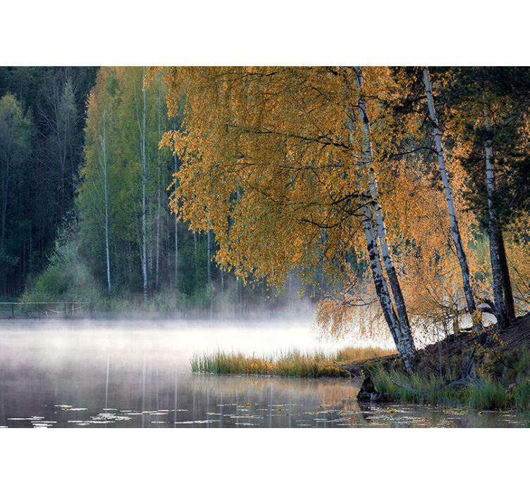 Koivu ja järvi järvi valokuvatapetti - Tenstickers