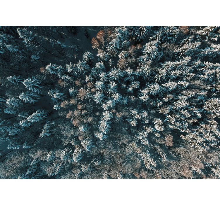 Puita ylhäältä tapetti kuvalla valokuvatapetti metsä - Tenstickers