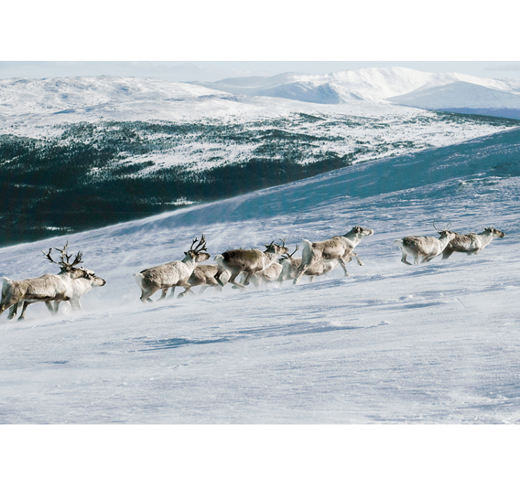 Poro kävely lumi tapetti kuvalla valokuvatapetti luonto - Tenstickers