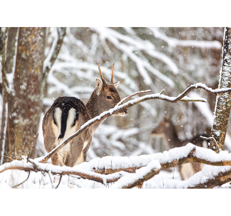 Hirvi puiden välillä valokuvatapetti metsä - Tenstickers
