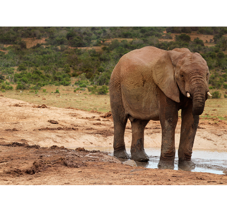 Norsujen kohtaaminen eläin valokuvatapetti - Tenstickers