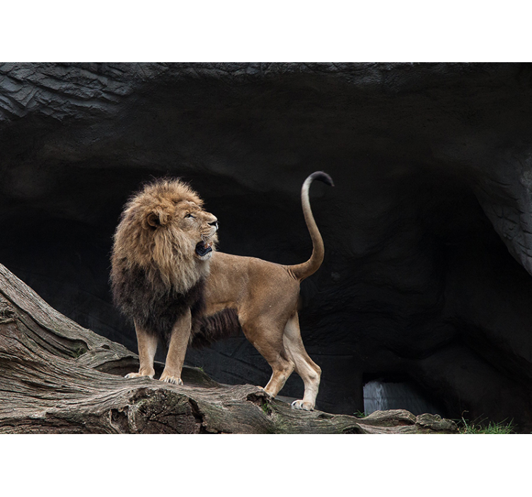 Leijonat, joilla on loputon käytävä 3d valokuvatapetti - Tenstickers