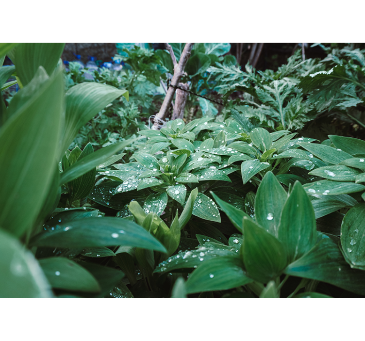 Vihreä lehti vesipisaroilla 3d valokuvatapetti - Tenstickers