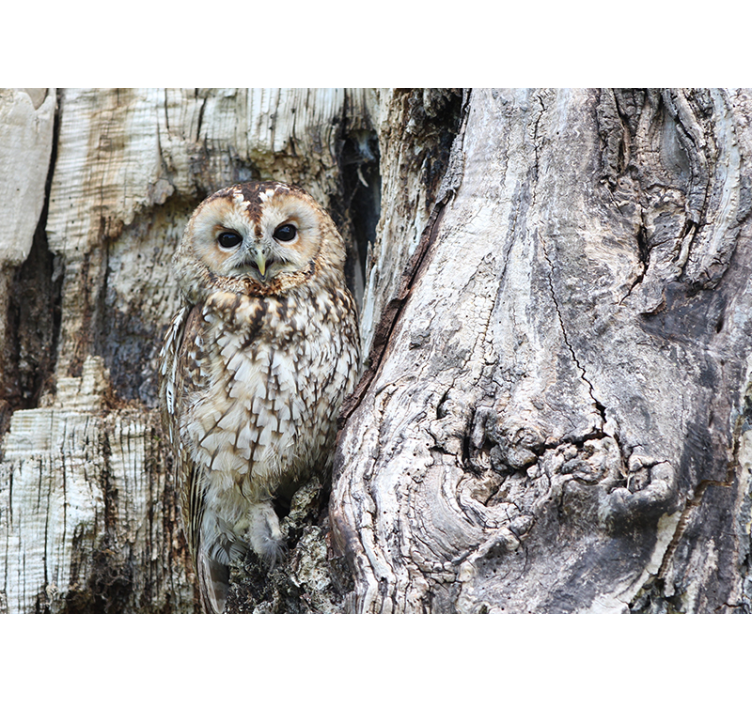 Viisaan pöllön muotokuva eläin valokuvatapetti - Tenstickers
