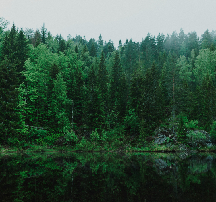 Syvä metsä puu valokuvatapetti - Tenstickers