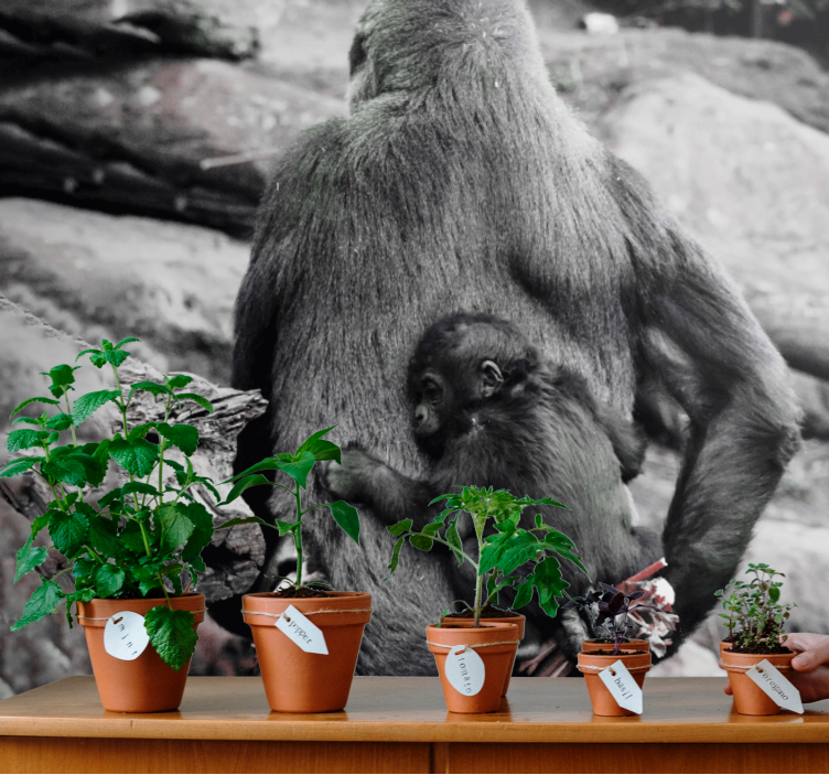 äiti ja gorillavauva eläin valokuvatapetti - Tenstickers