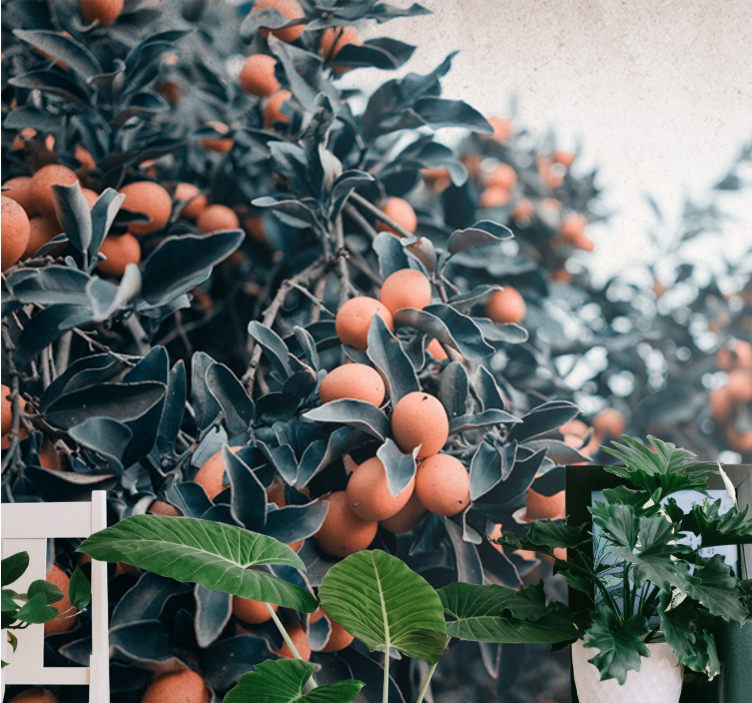 Citrushedelmäoksat kukka valokuvatapetti - Tenstickers