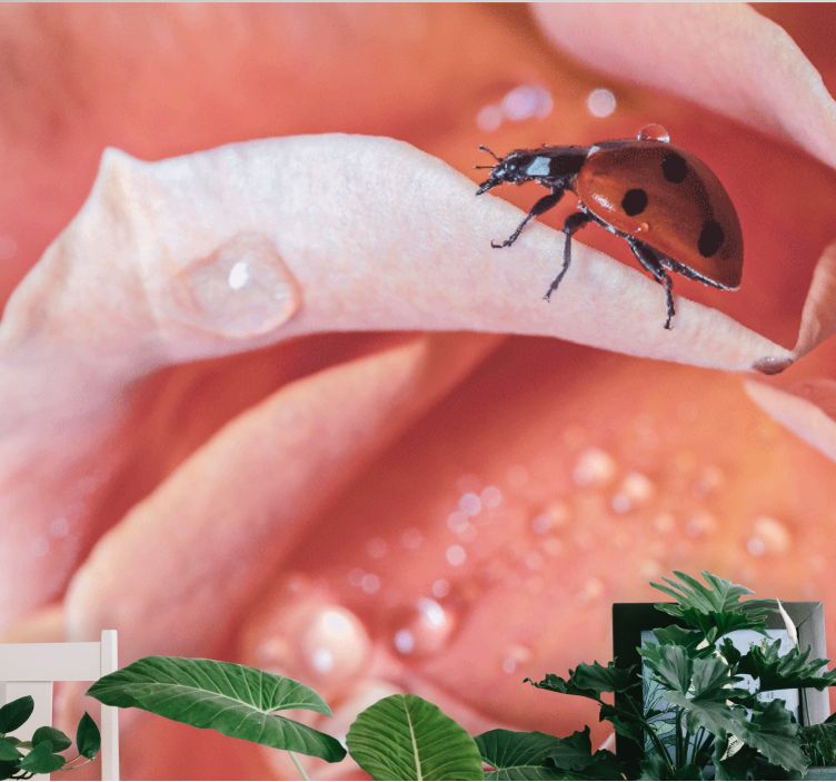 Kukkapörriäinen terälehdellä valokuvatapetti - Tenstickers