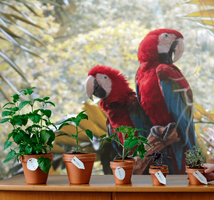 Scarlet macaw parivaljakko eläin valokuvatapetti - Tenstickers