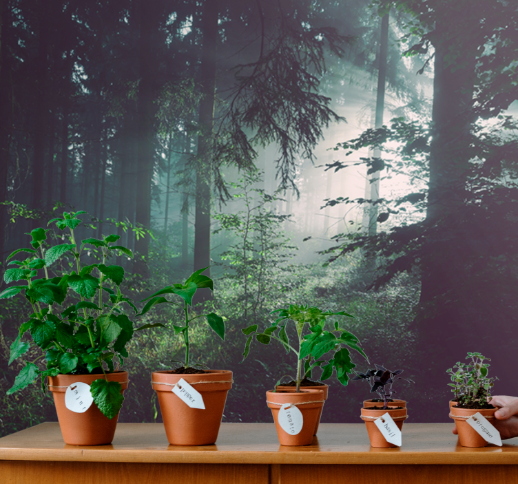 Syvä vaaleanvihreä valokuvatapetti metsä - Tenstickers