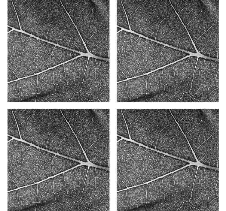 Yksityiskohtainen lehtikuvio lasinalunen - Tenstickers